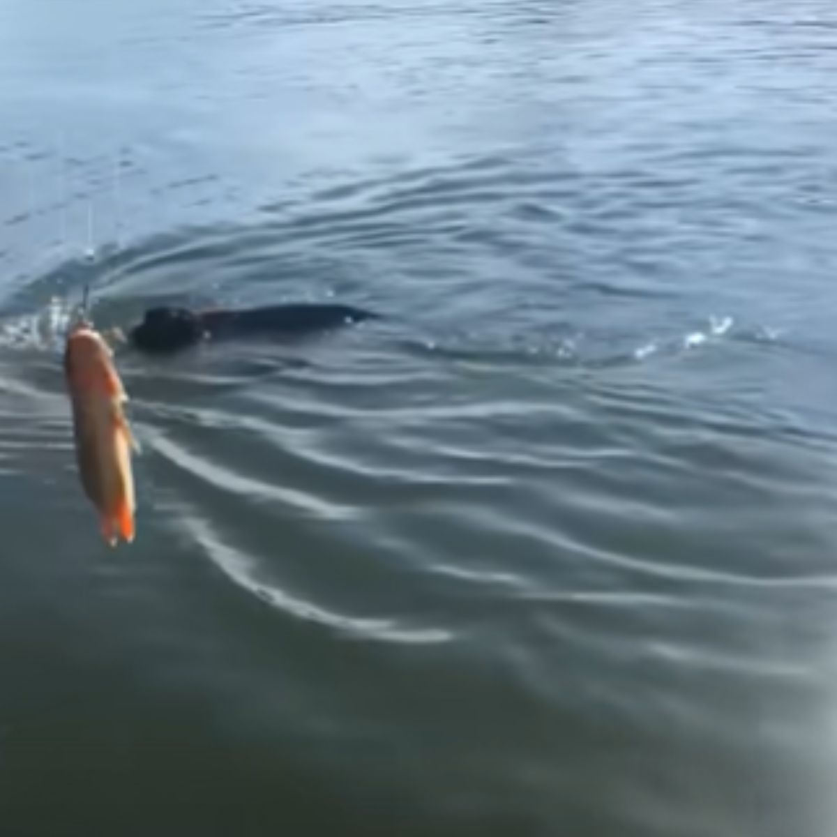 monkey drowning