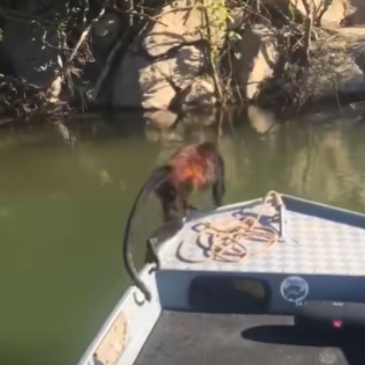 monkey on the boat