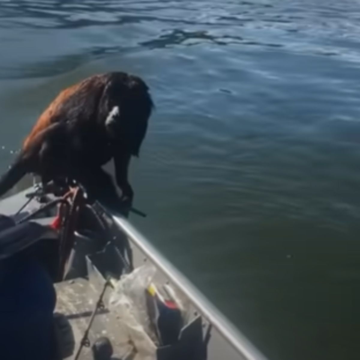 monkey sitting on the boat