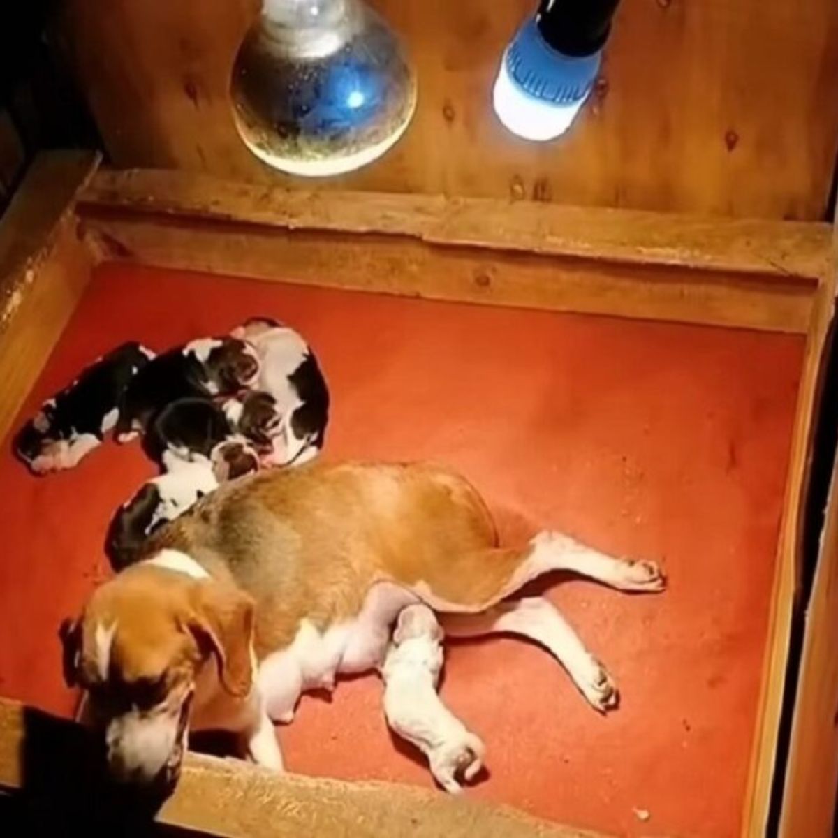 mother dog and newborns