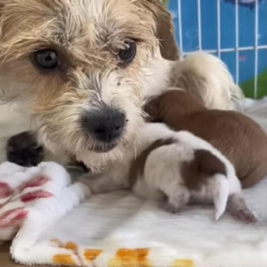 mother dog takes care of her puppies