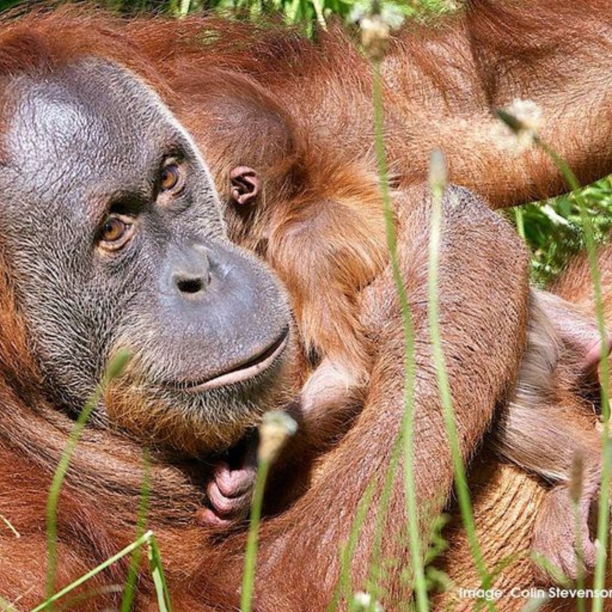 mother orangutan and baby orangutan