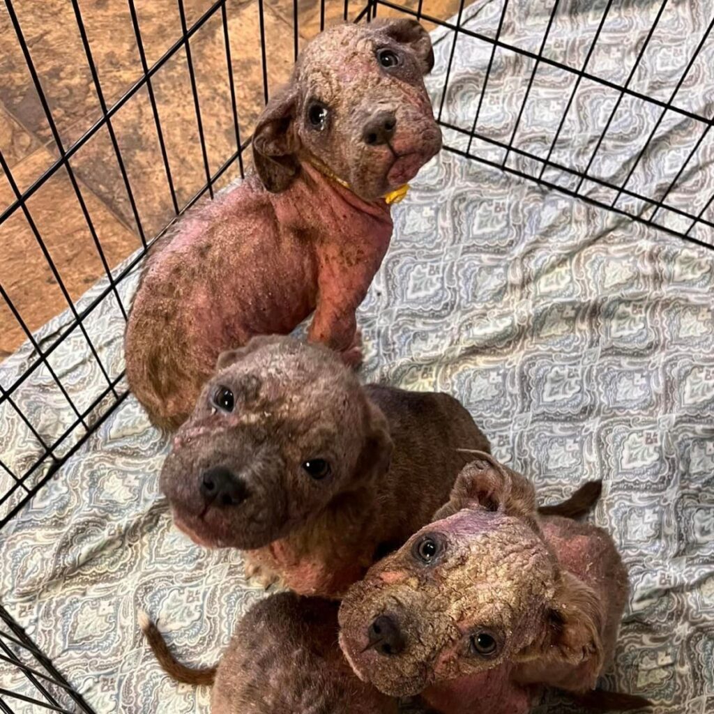 mud dogs in a cage