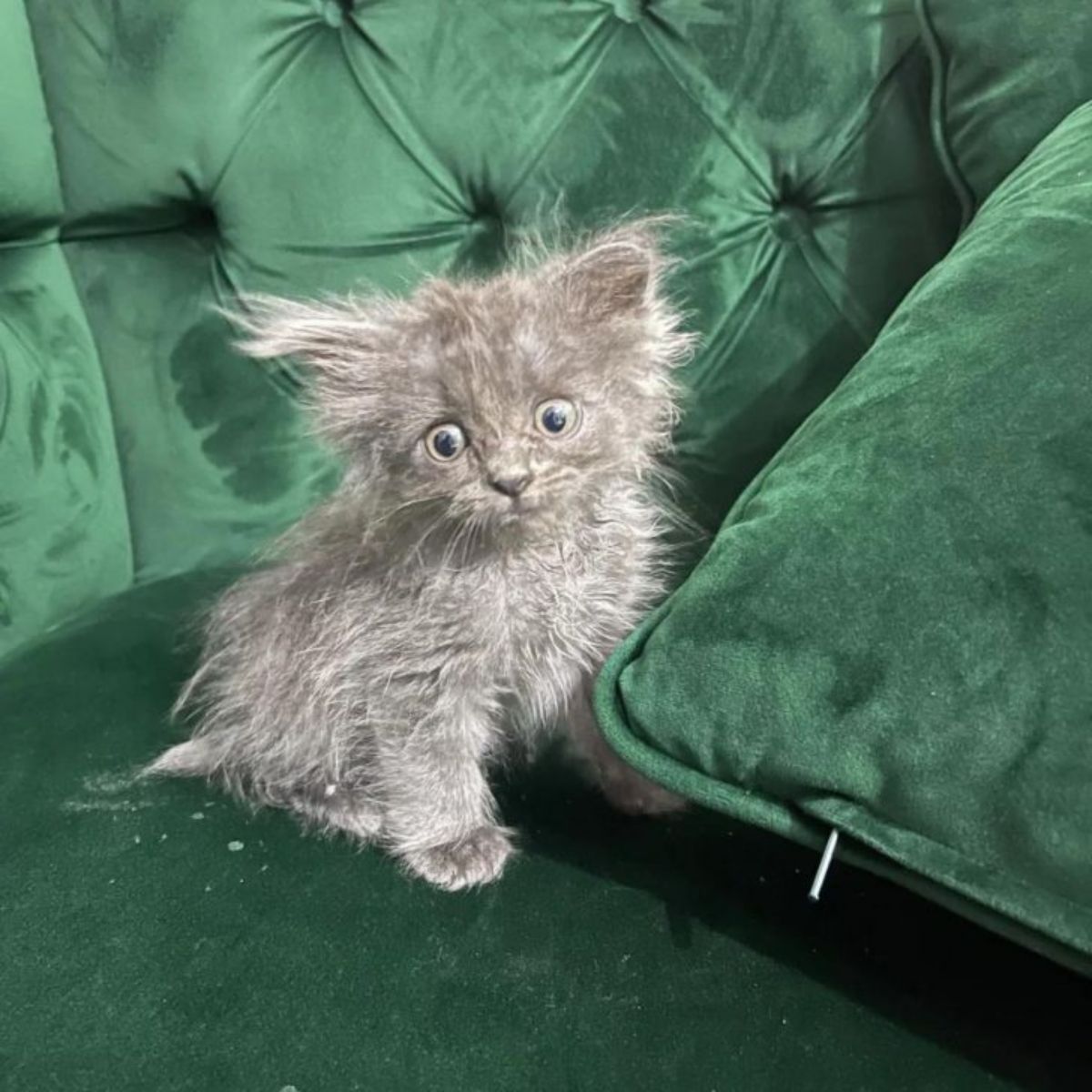 nebelung kitten