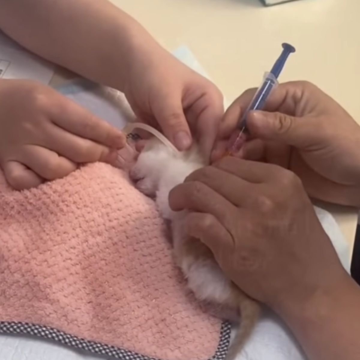 newborn kitten at vets