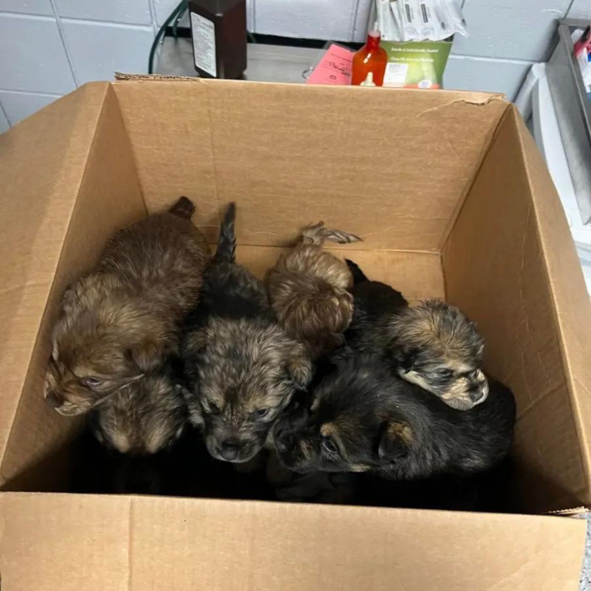 newborn puppies in a box