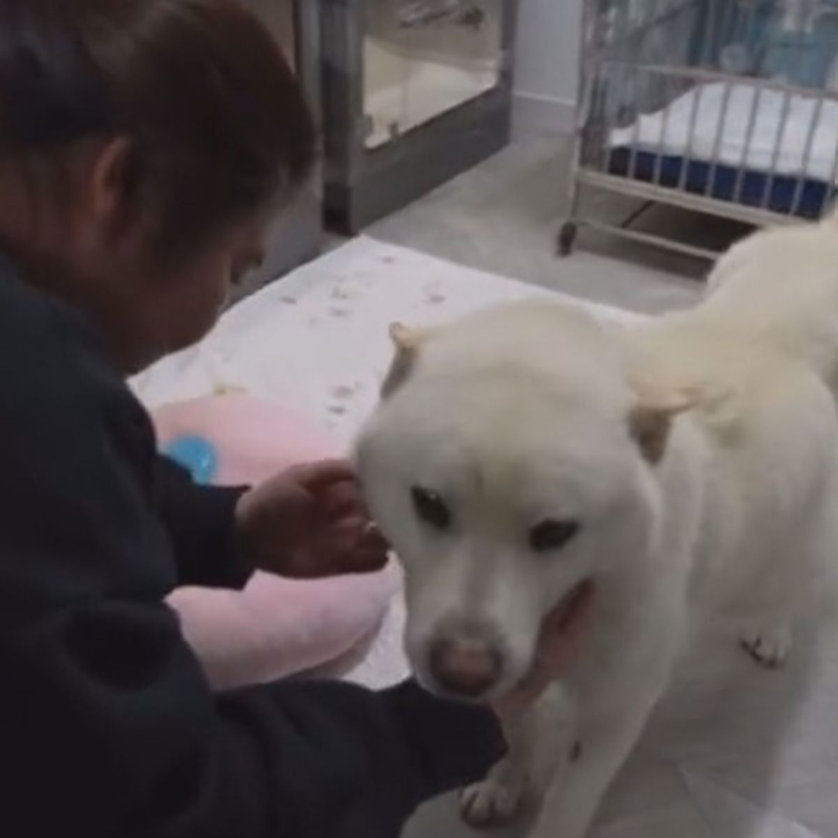 woman petting the dog