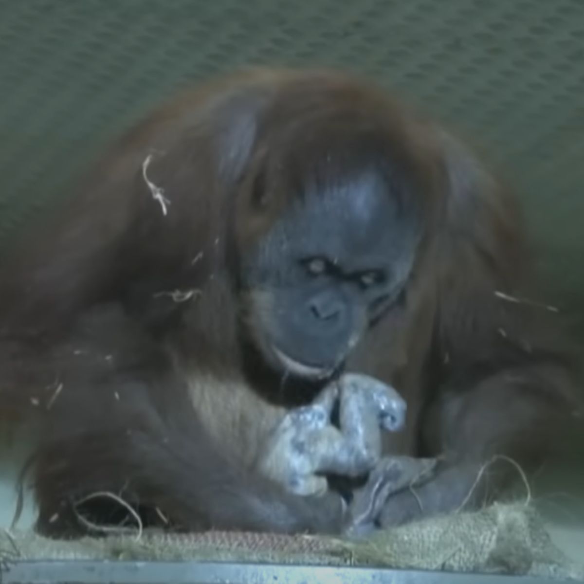 orangutan giving a birth