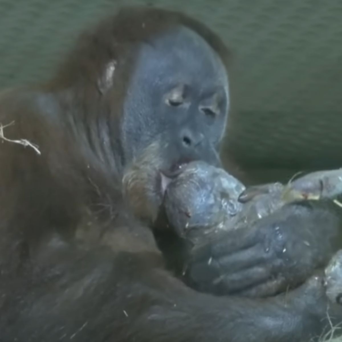 orangutan kissing a baby