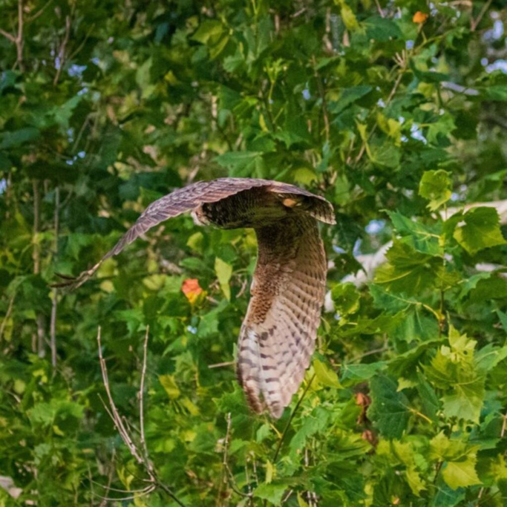 owl in flight