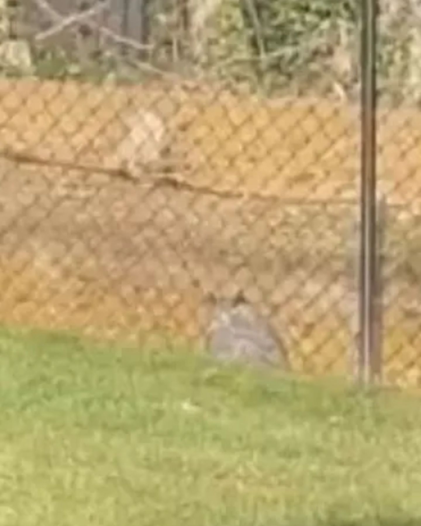 owl near fence