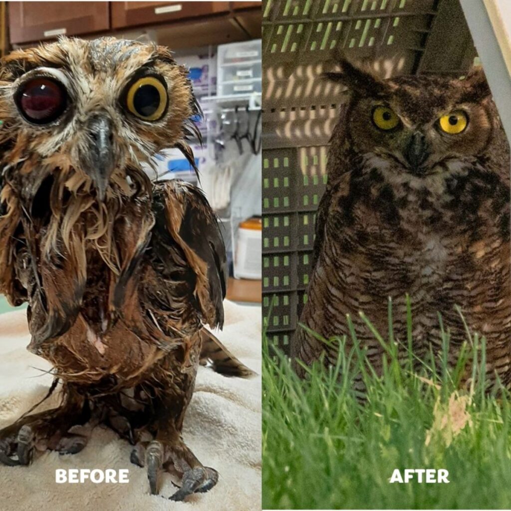 owl portrait before and after