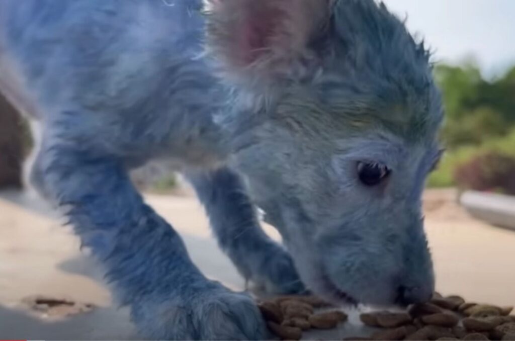 painted blue dog eats crackers