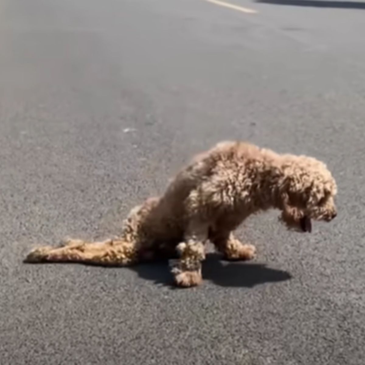 paralyzed dog in the street