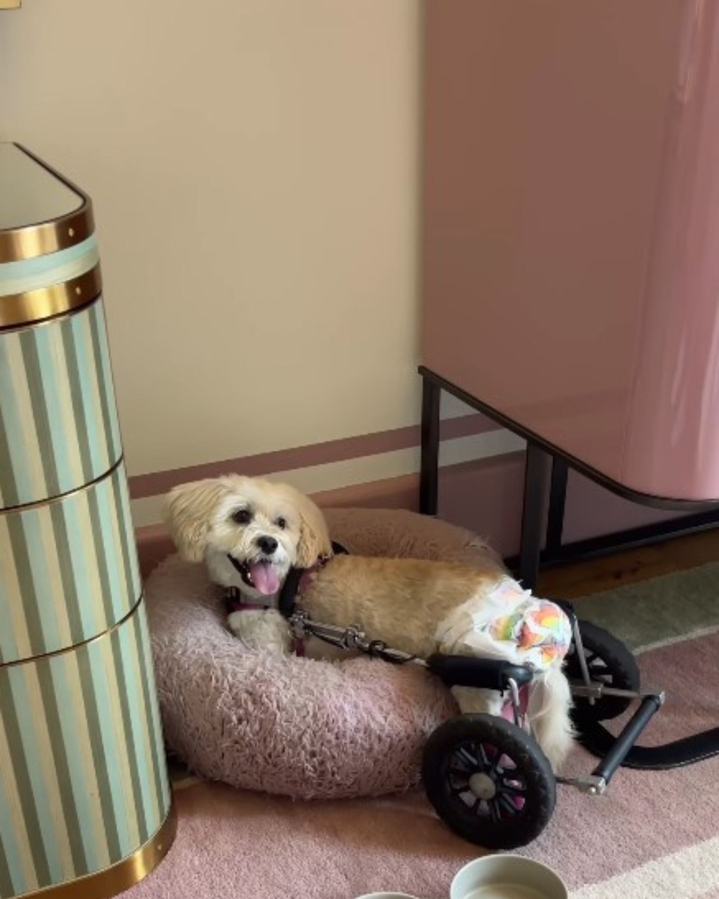 paralyzed dog lying