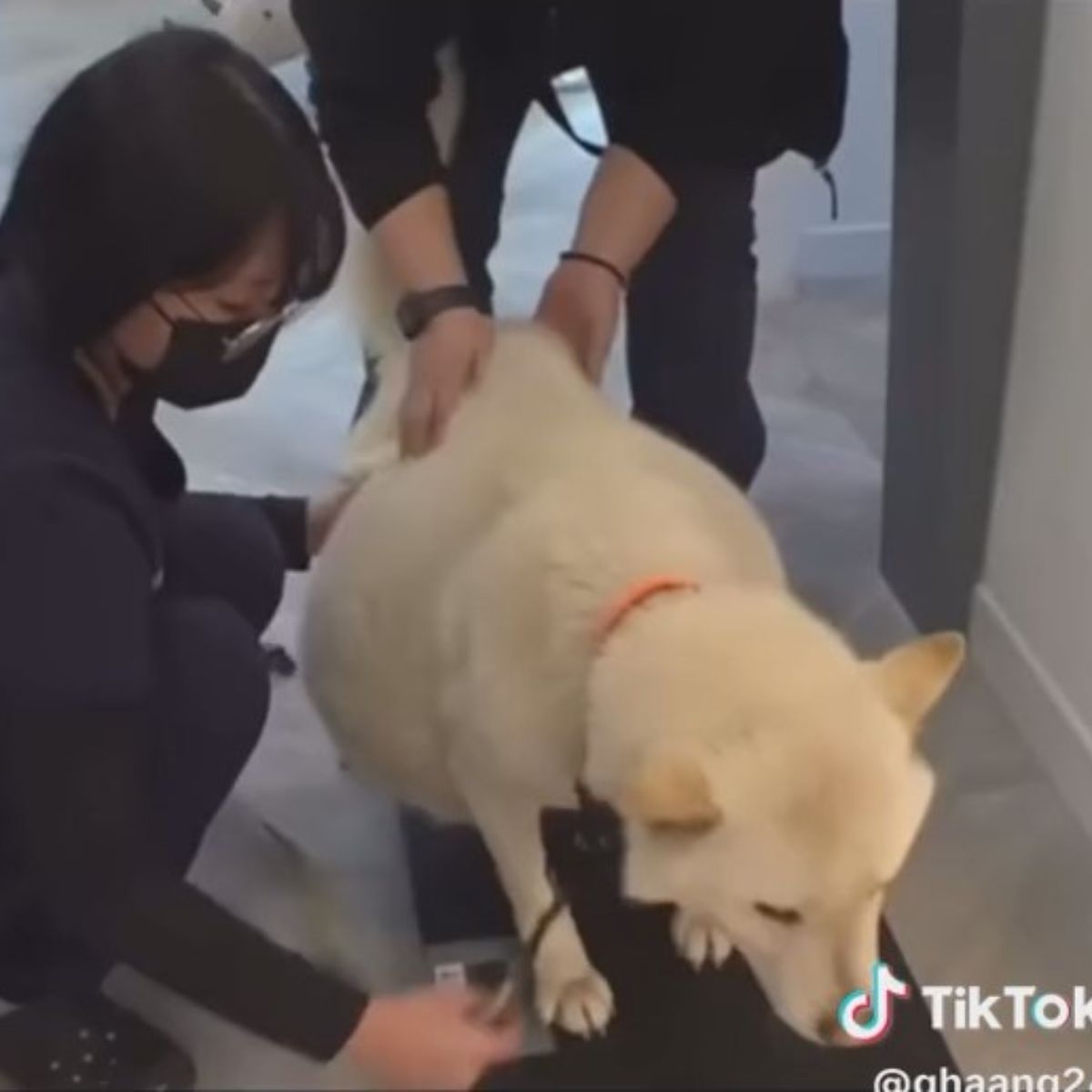 people helping the dog