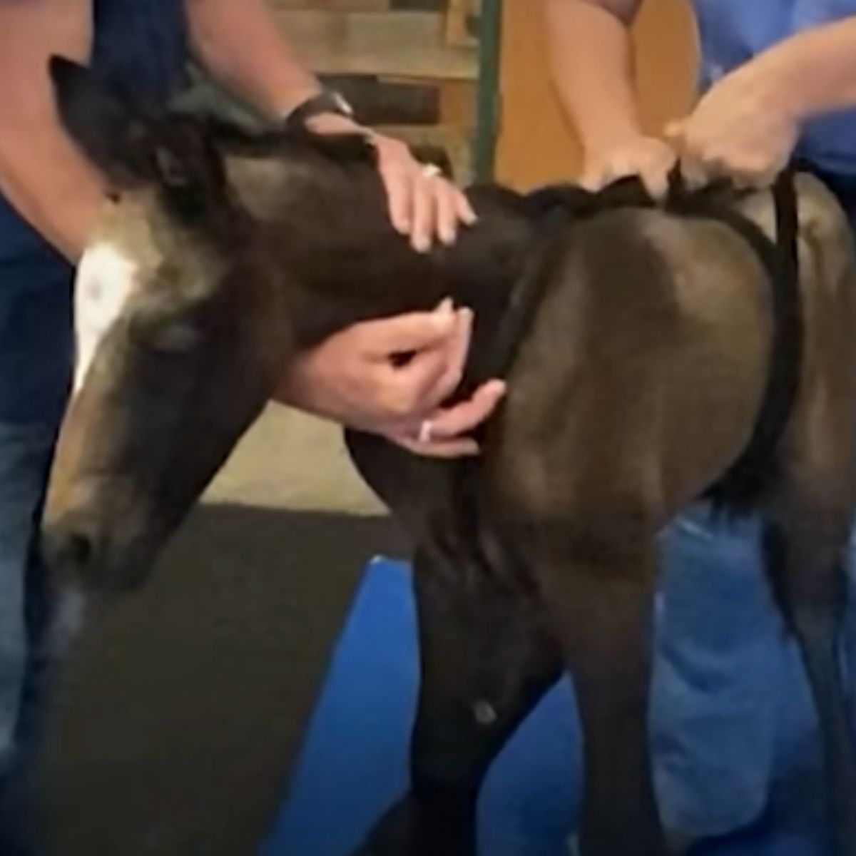 people holding a foal