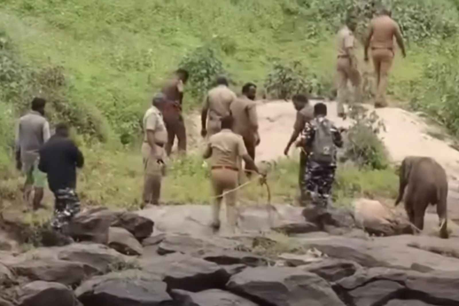 people rescuing elephant