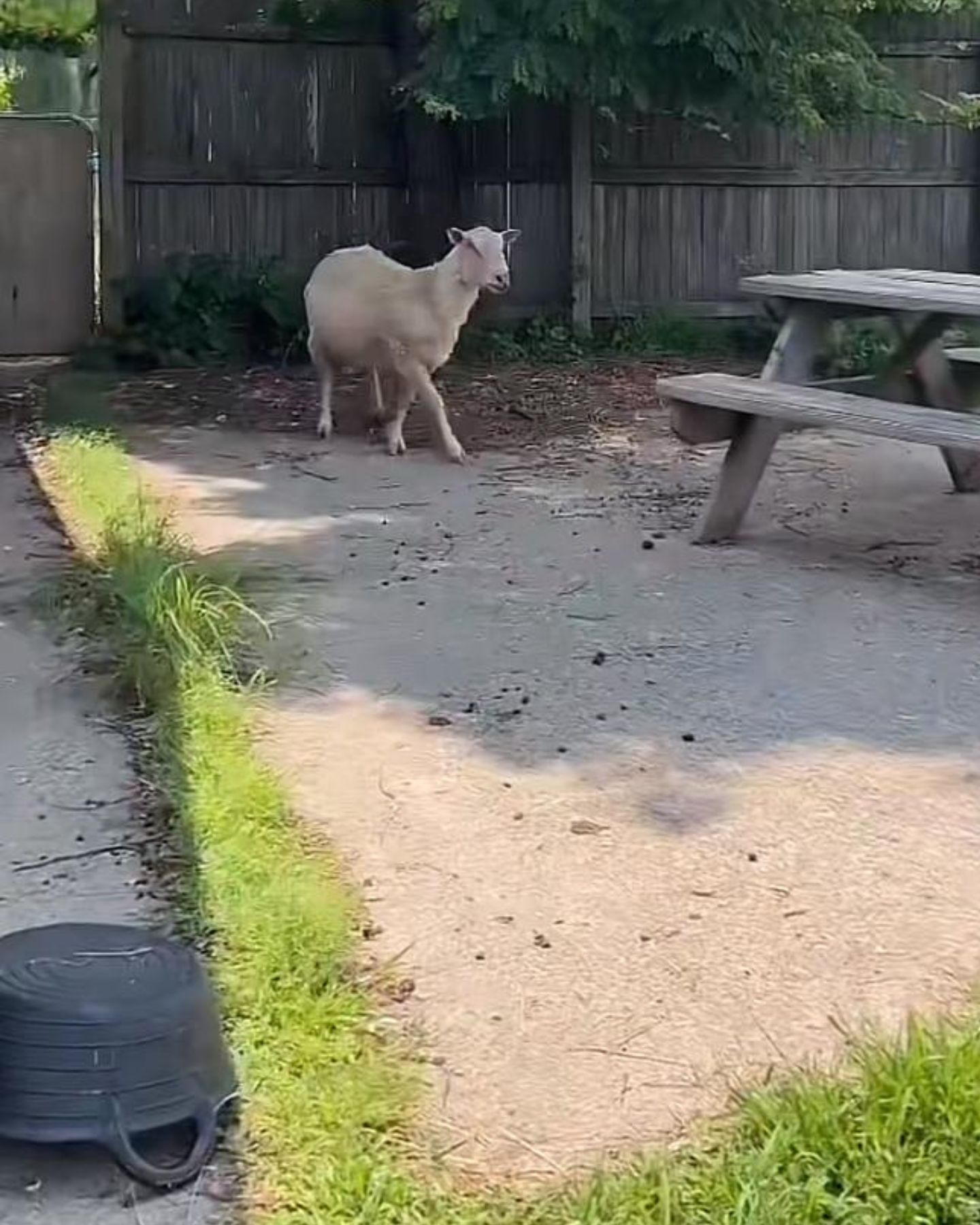 photo of a sheep