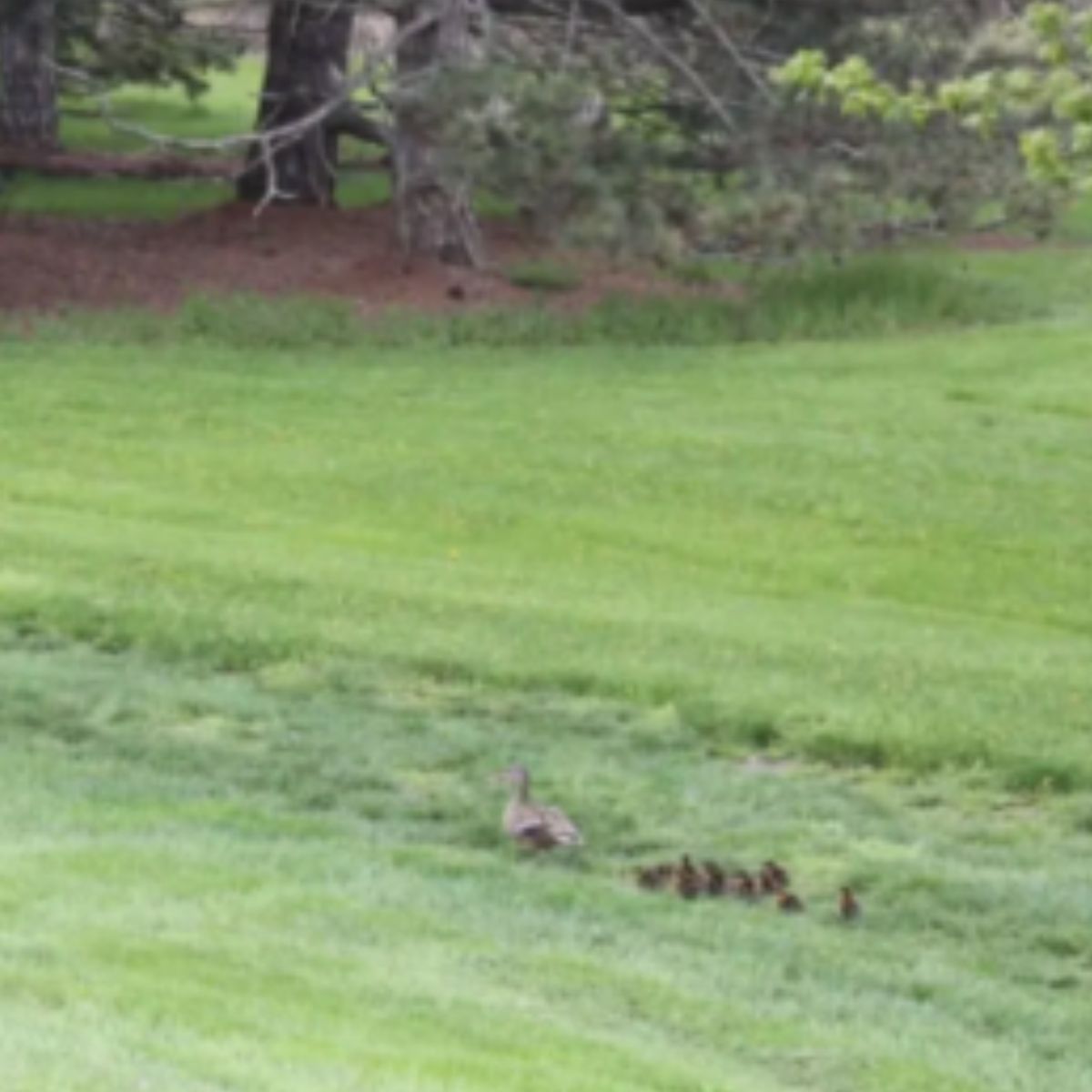 photo of duck and ducklings