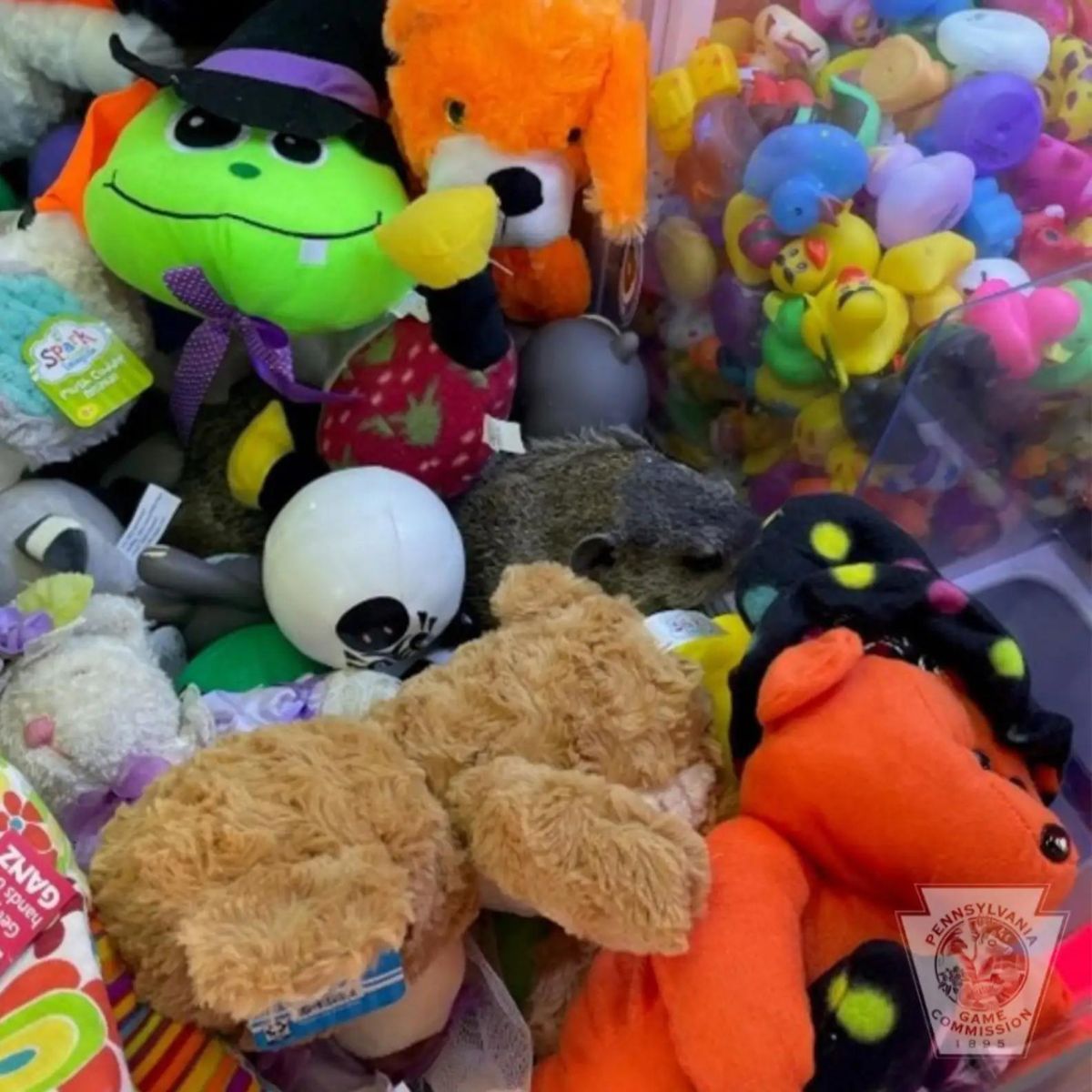 photo of plushies