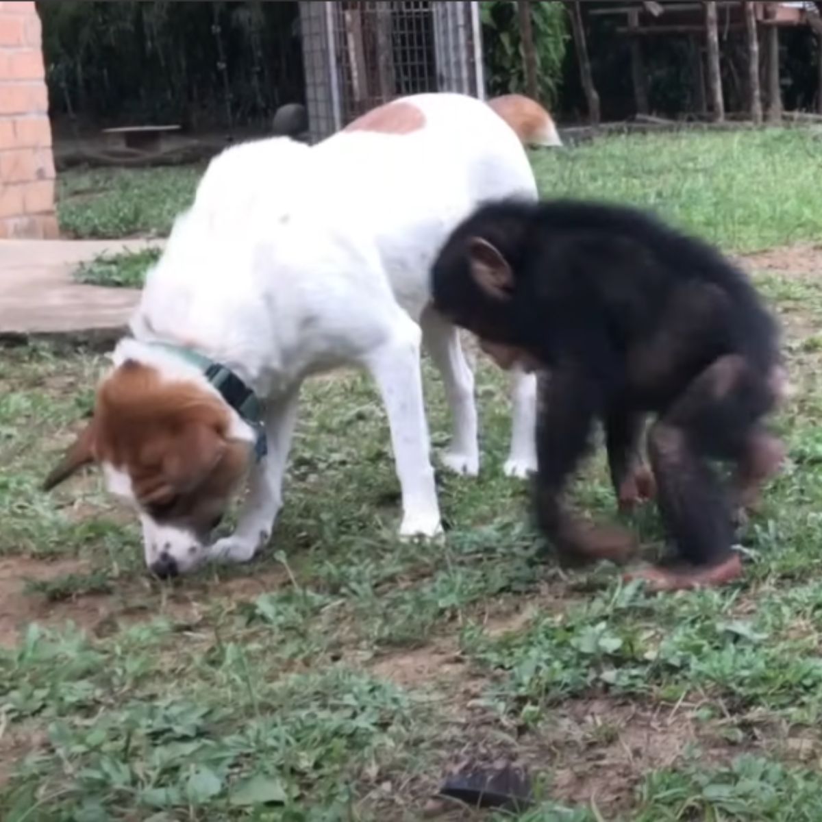 photo of puppy and a chimp