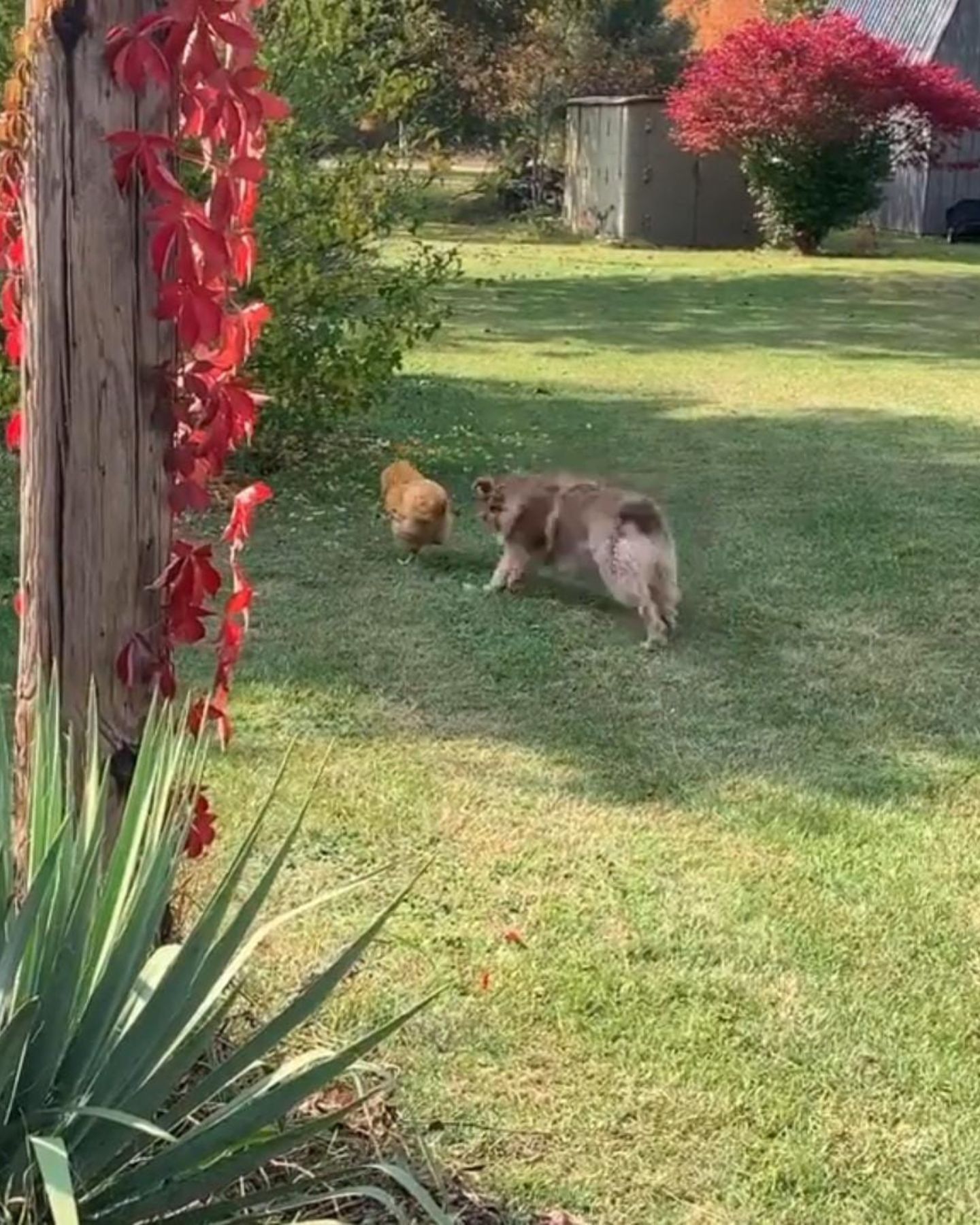 photo of rooster and a dog in backyard