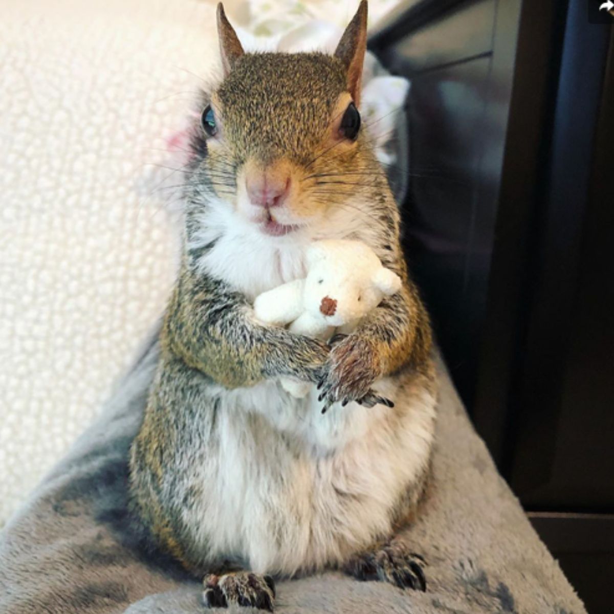 photo of squirrel with teddy bear