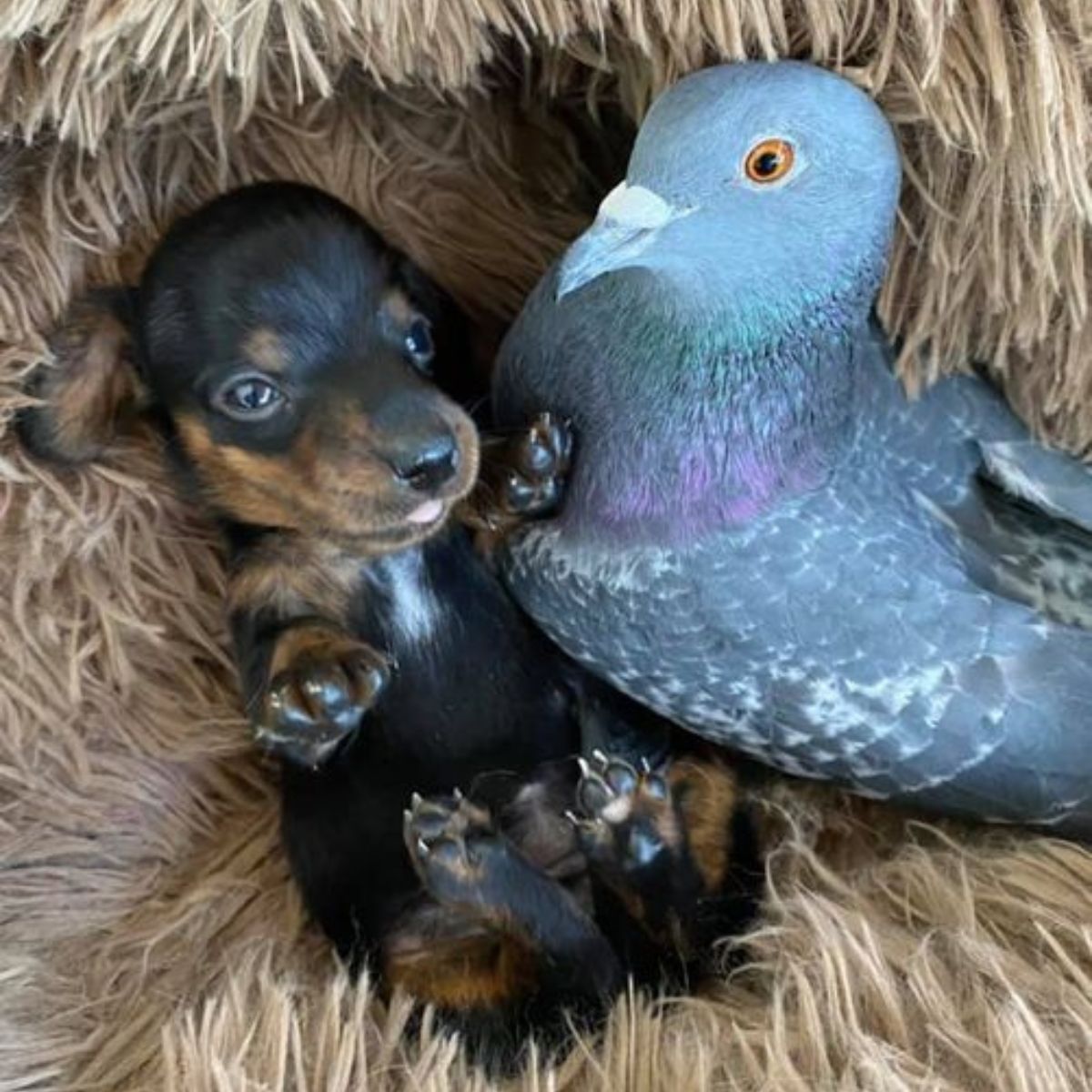 pigeon and puppy laying together