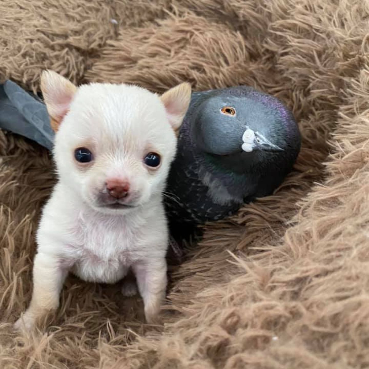 pigeon and puppy