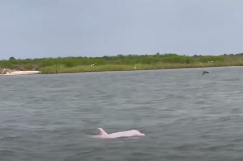 pink dolphin swims in the lake