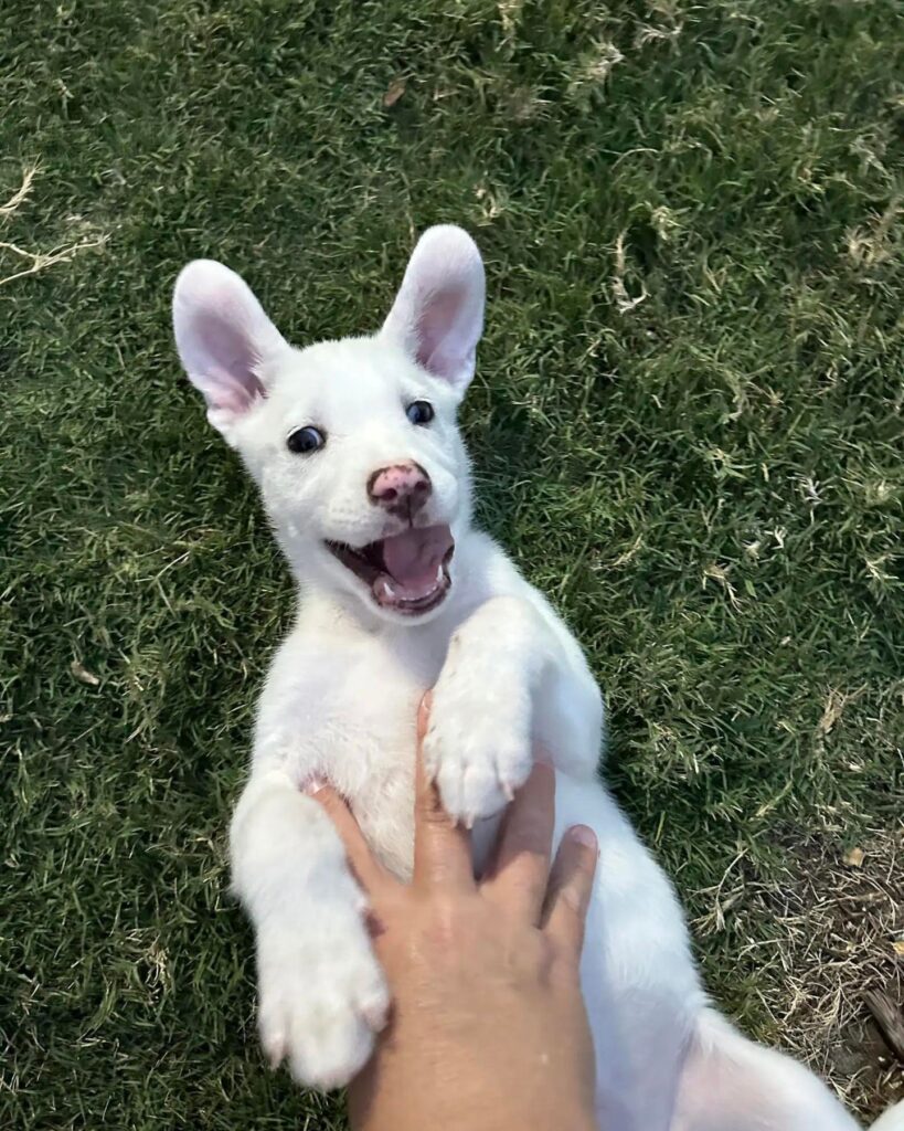 playful little dog on the grass