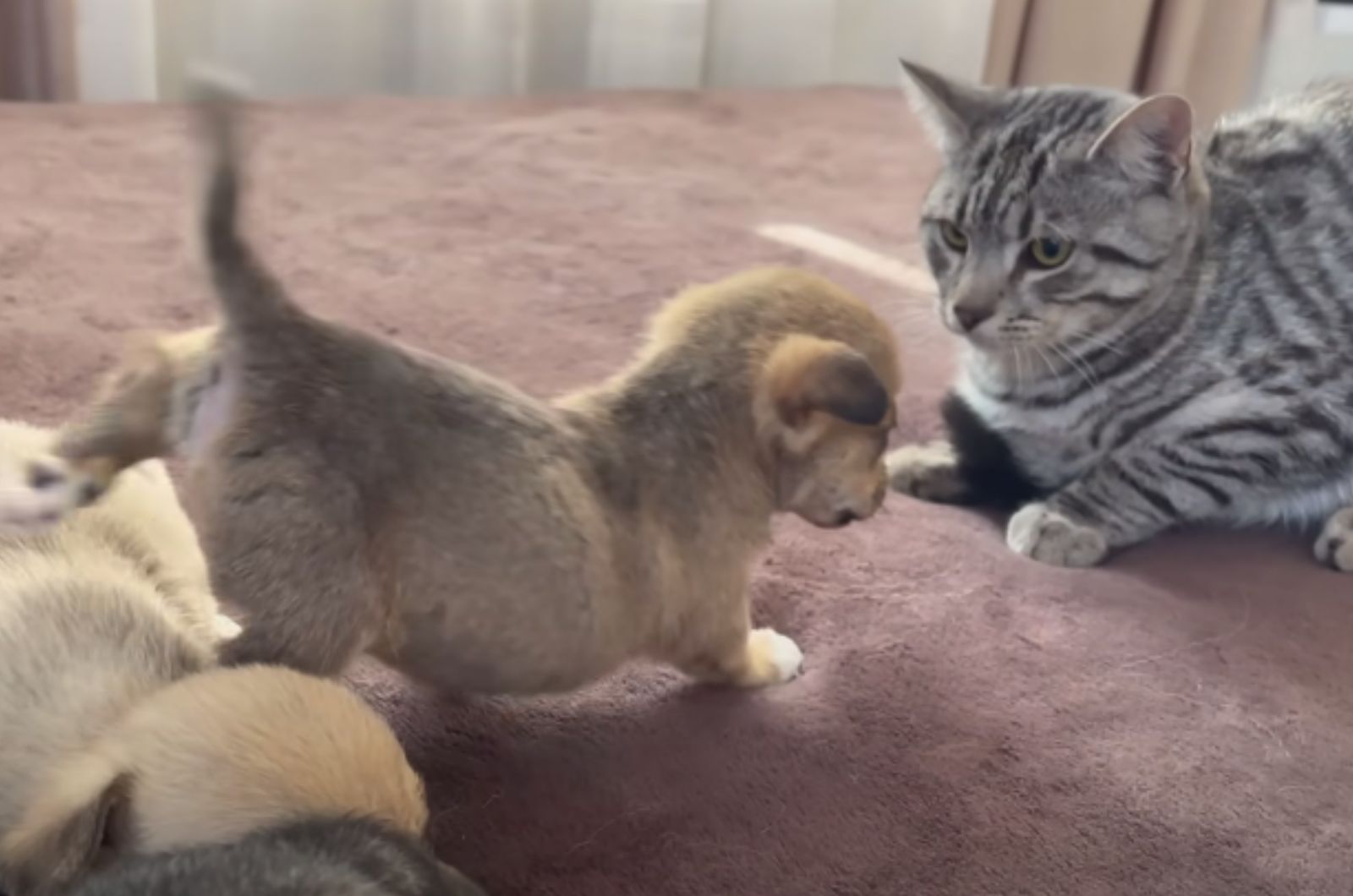 playful puppy with cat