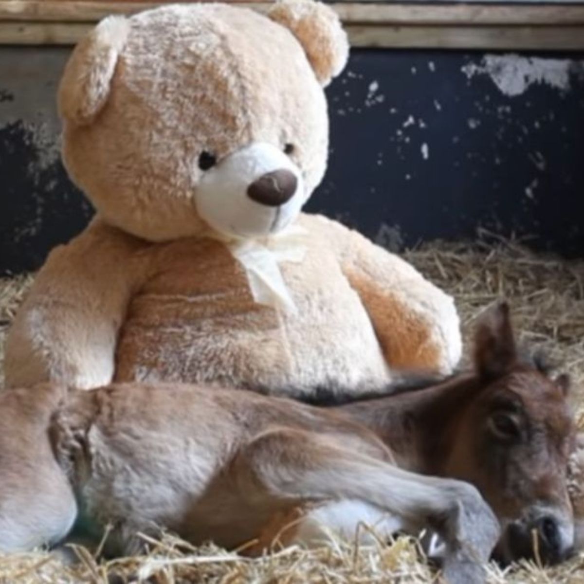 pony laying next to the teddy bear