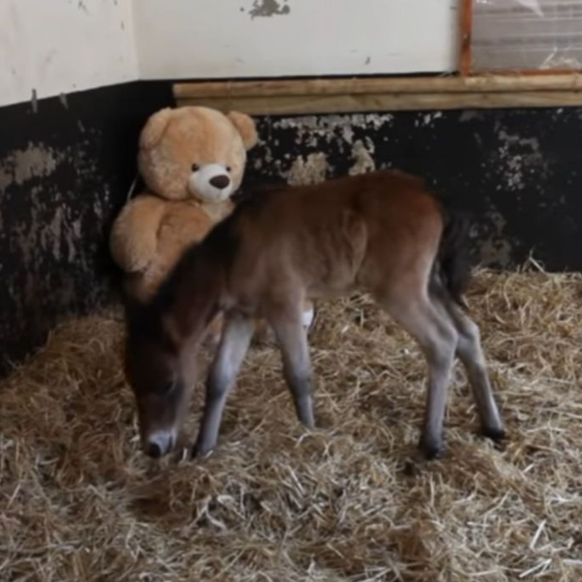 pony with teddy bear