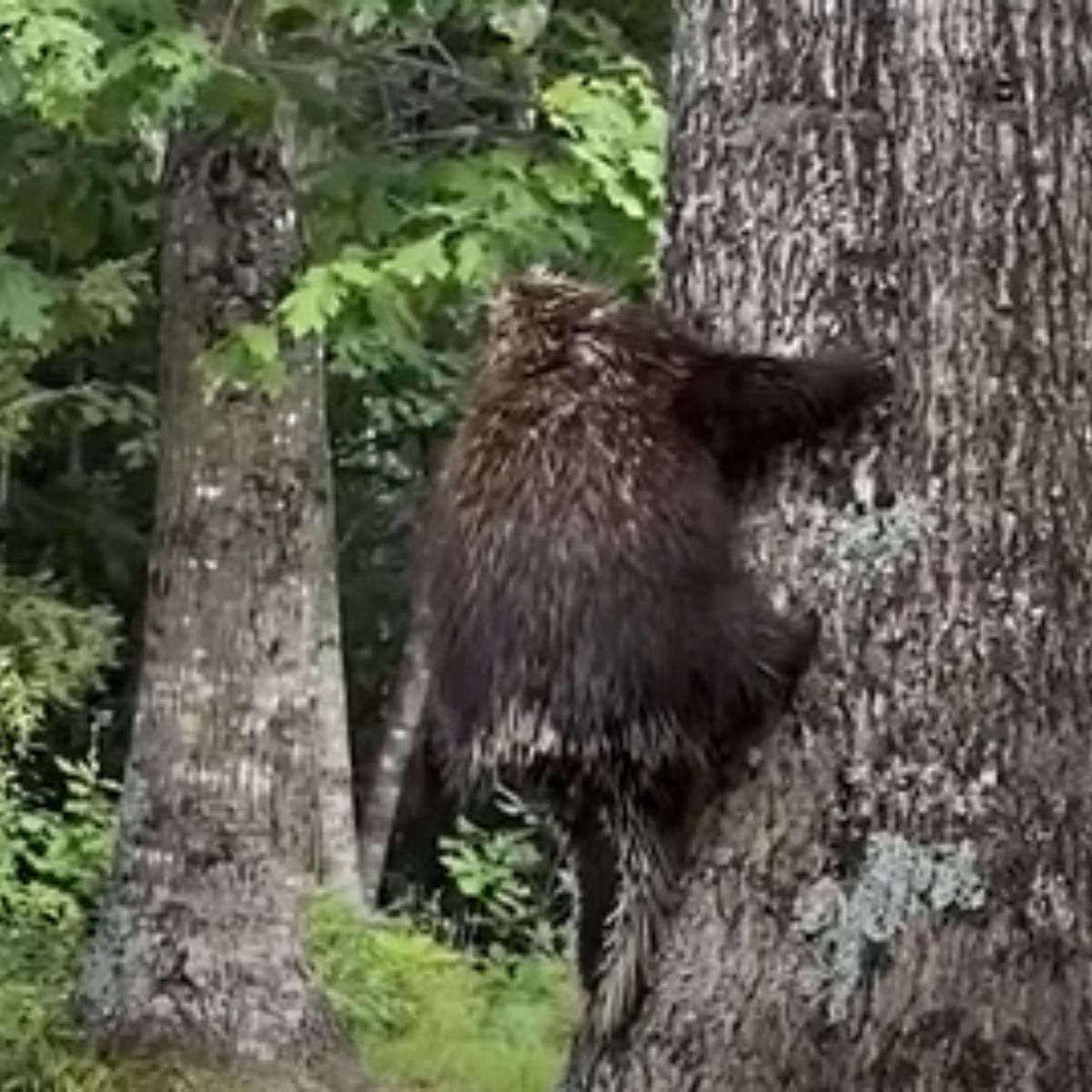 porcupine climbing on the tree