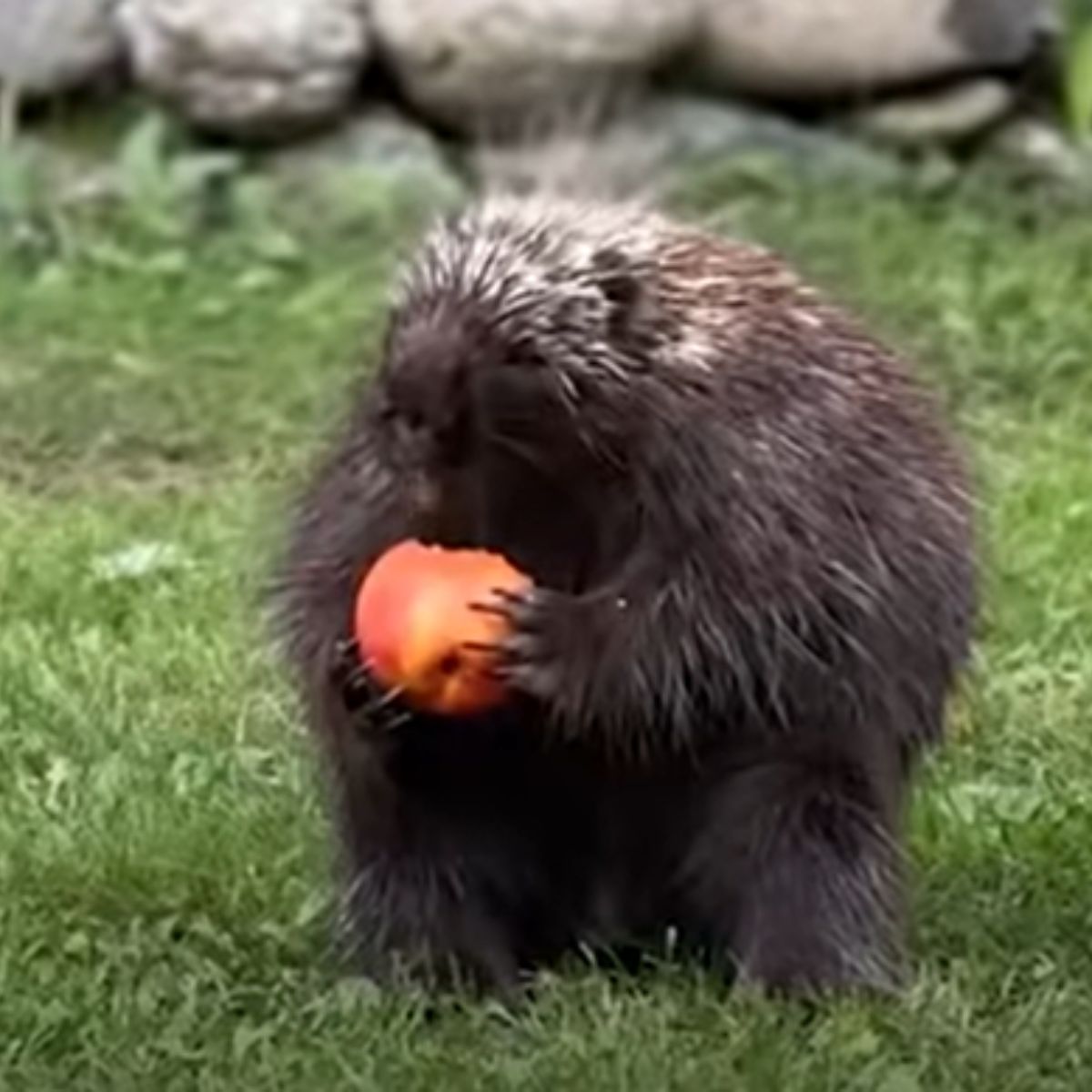 porcupine eats apple