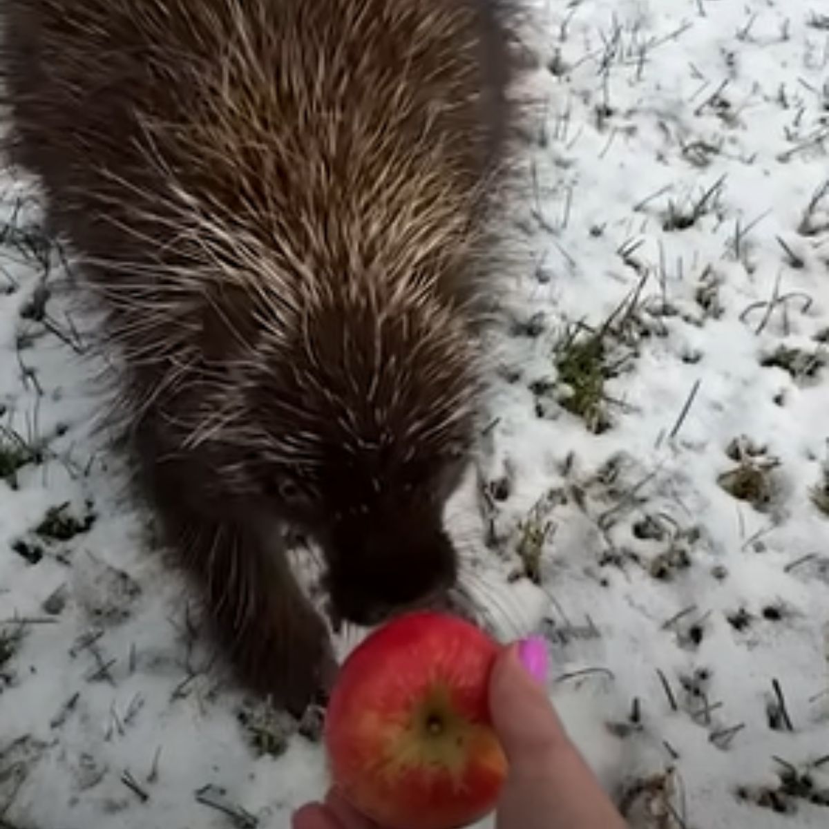 porcupine sniffing apple