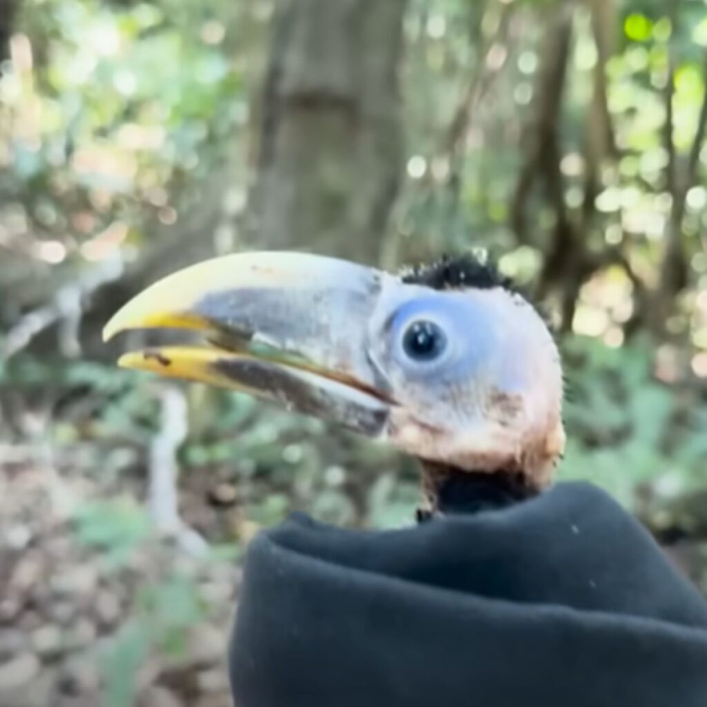 portrait of a baby toucan