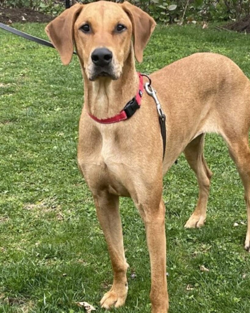 portrait of a beautiful dog in the park