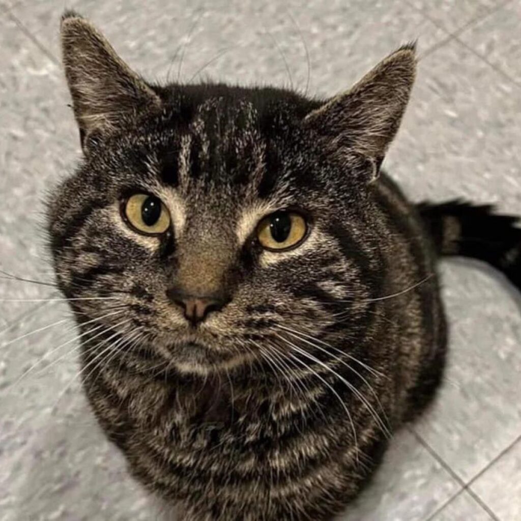 portrait of a cat sitting and posing in front of the camera