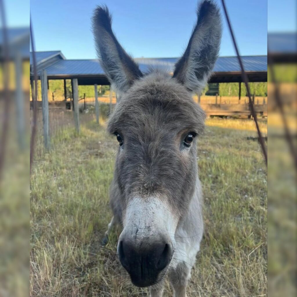 portrait of a donkey looking at the camera