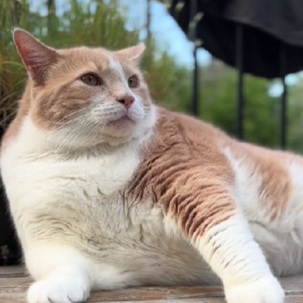 portrait of a fat cat