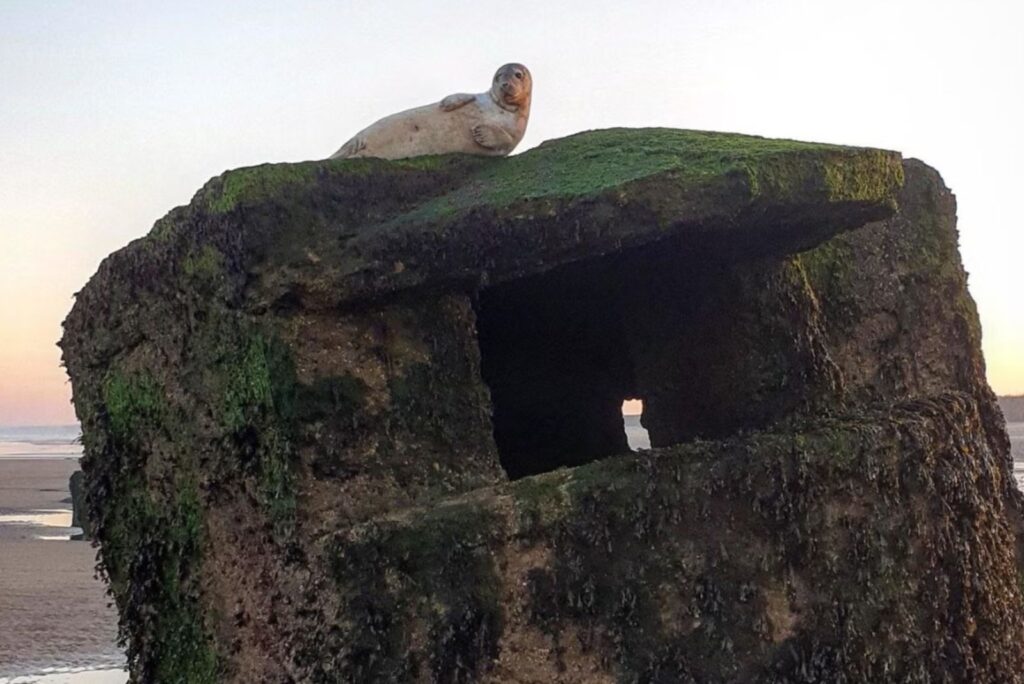 portrait of a gray seal on the box