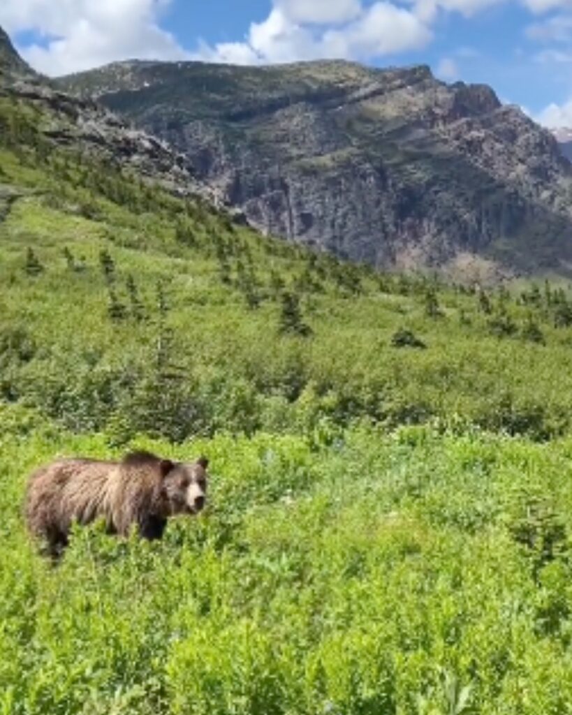 portrait of a grizzly bear in the forest