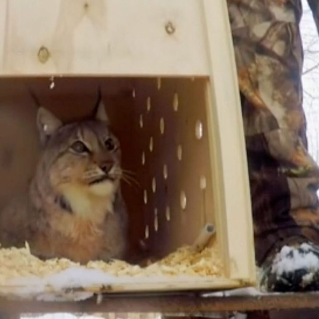 portrait of a lynx cat in a cage