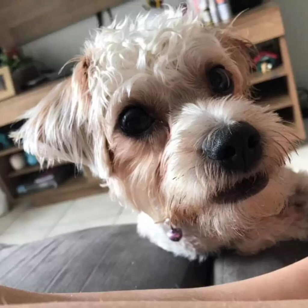 portrait of a poodle in front of the camera