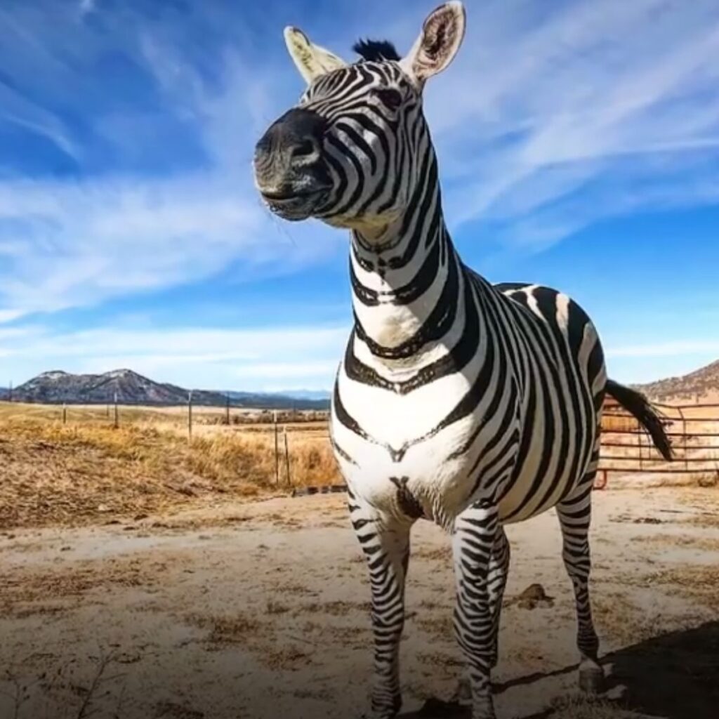 portrait of a wild zebra