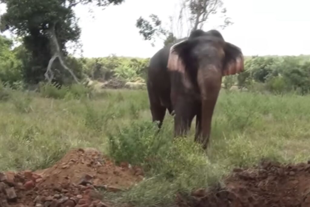 portrait of an elephant in a field