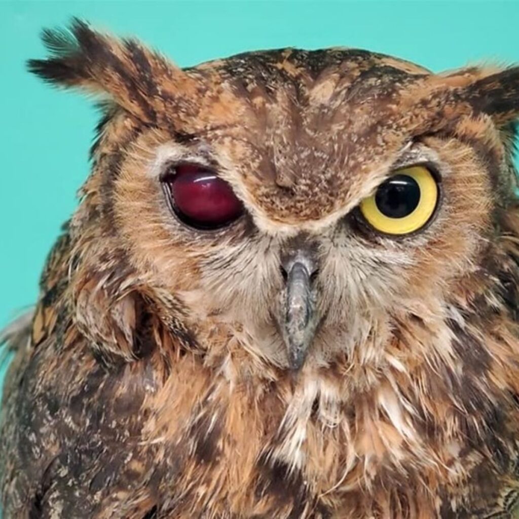 portrait of an owl with a red eye